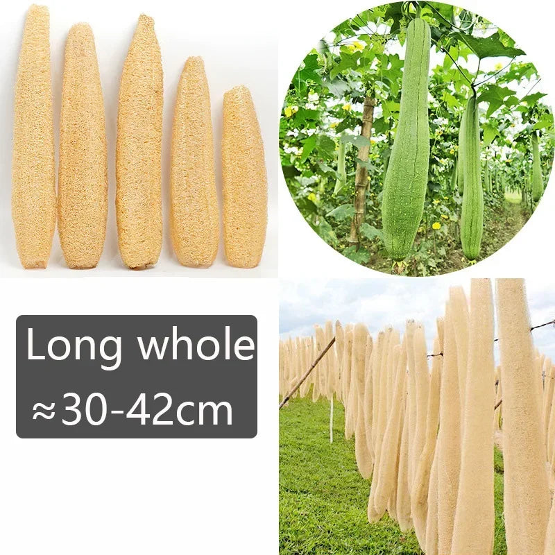 Natural Whole Loofah Body Scrubber