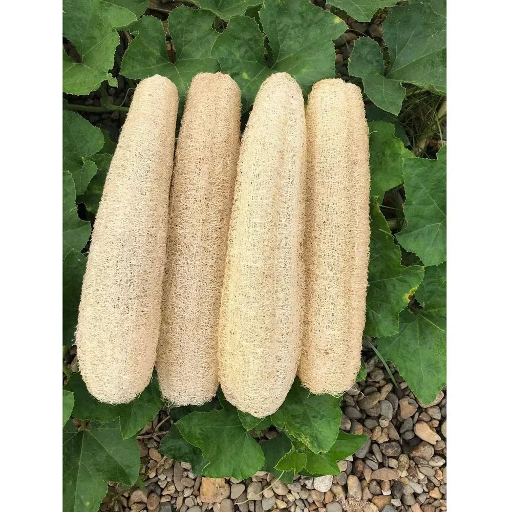 Natural Whole Loofah Body Scrubber