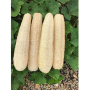 Natural Whole Loofah Body Scrubber