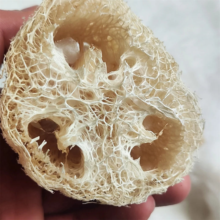 natural loofah sponge cross-section