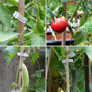Plastic Plant Support Clips — Green or White, 100 Pieces