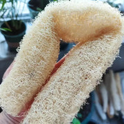 Natural Loofah Scrubber 1/2Pcs Body Exfoliating Brush Spa Bathing Tool MultiPurpose Cleaner for Bathroom Kitchen Daily Cleansing