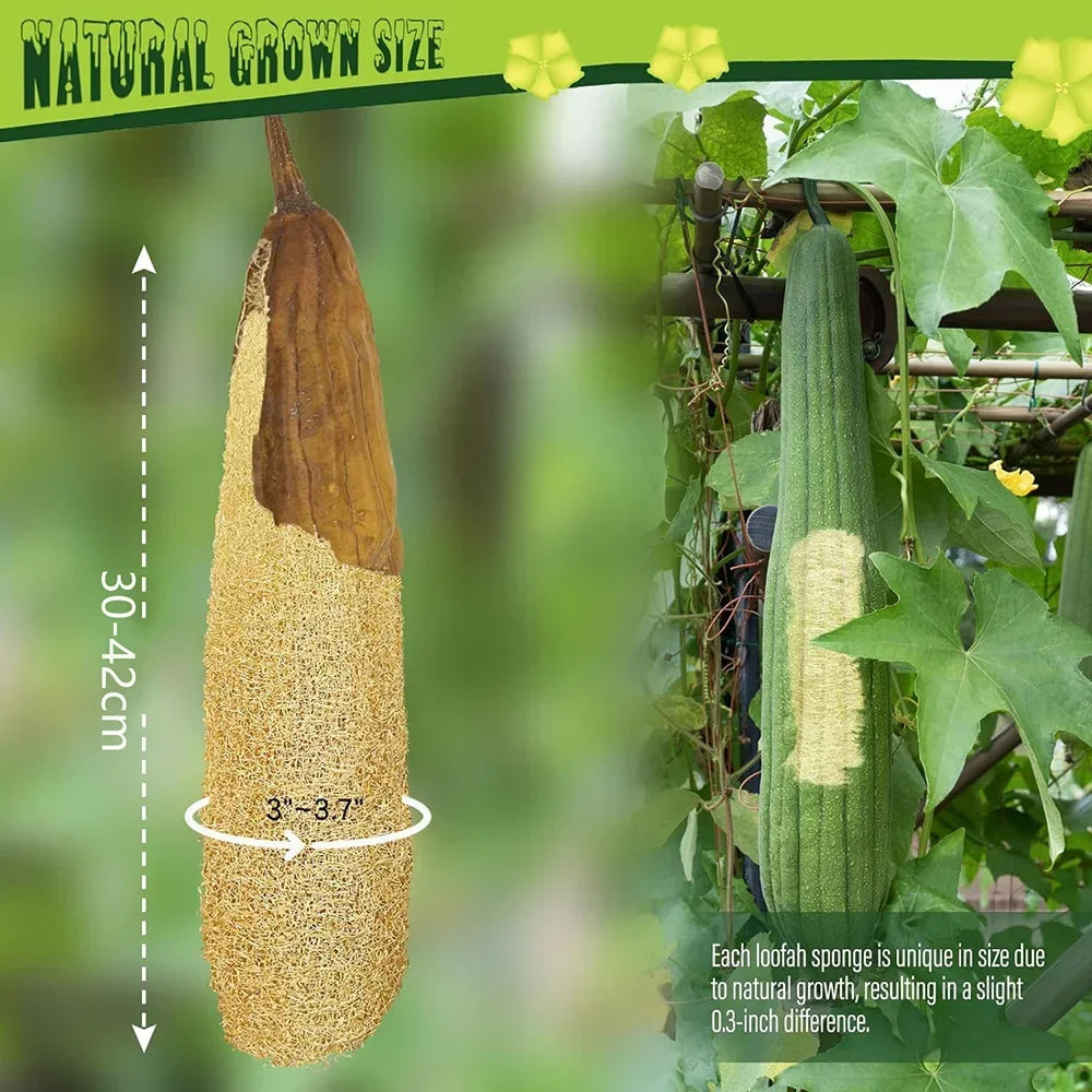 Natural Whole Loofah Body Scrubber