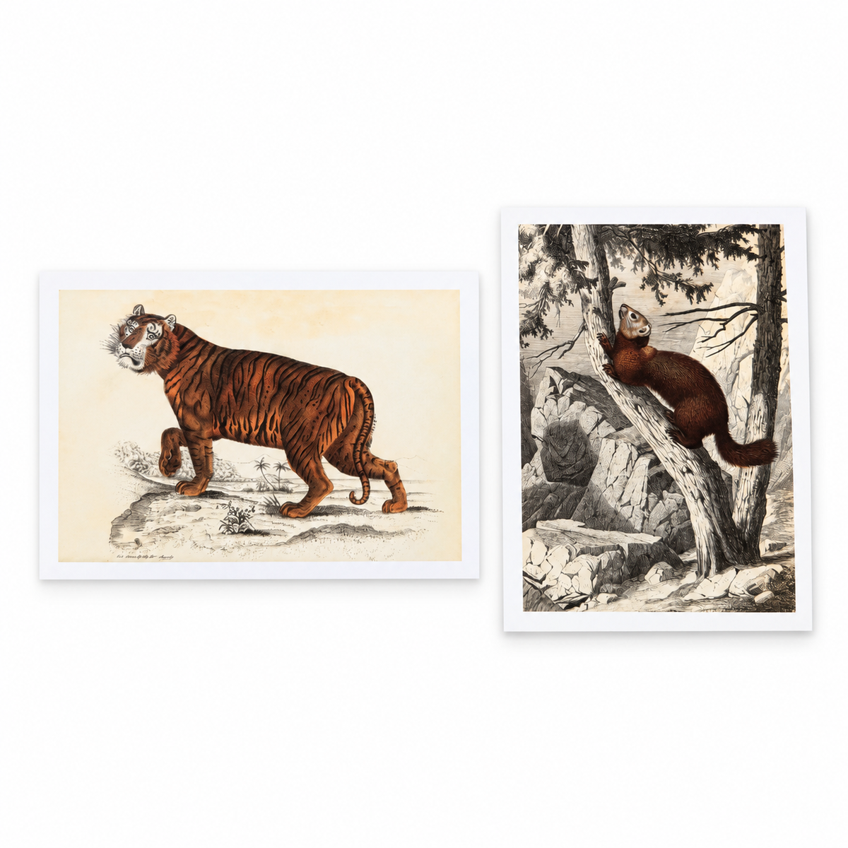 Classical Graphics tiger and Siberian sable two-postcard set — hero