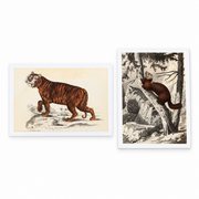 Classical Graphics tiger and Siberian sable two-postcard set — hero
